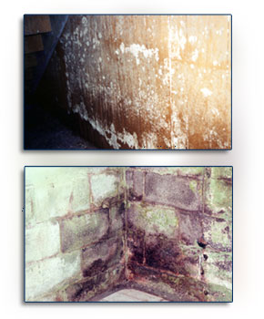 Mold